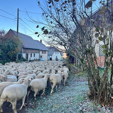 Maison Independante De Montagne En Alsace Bellefosse Bagian luar foto