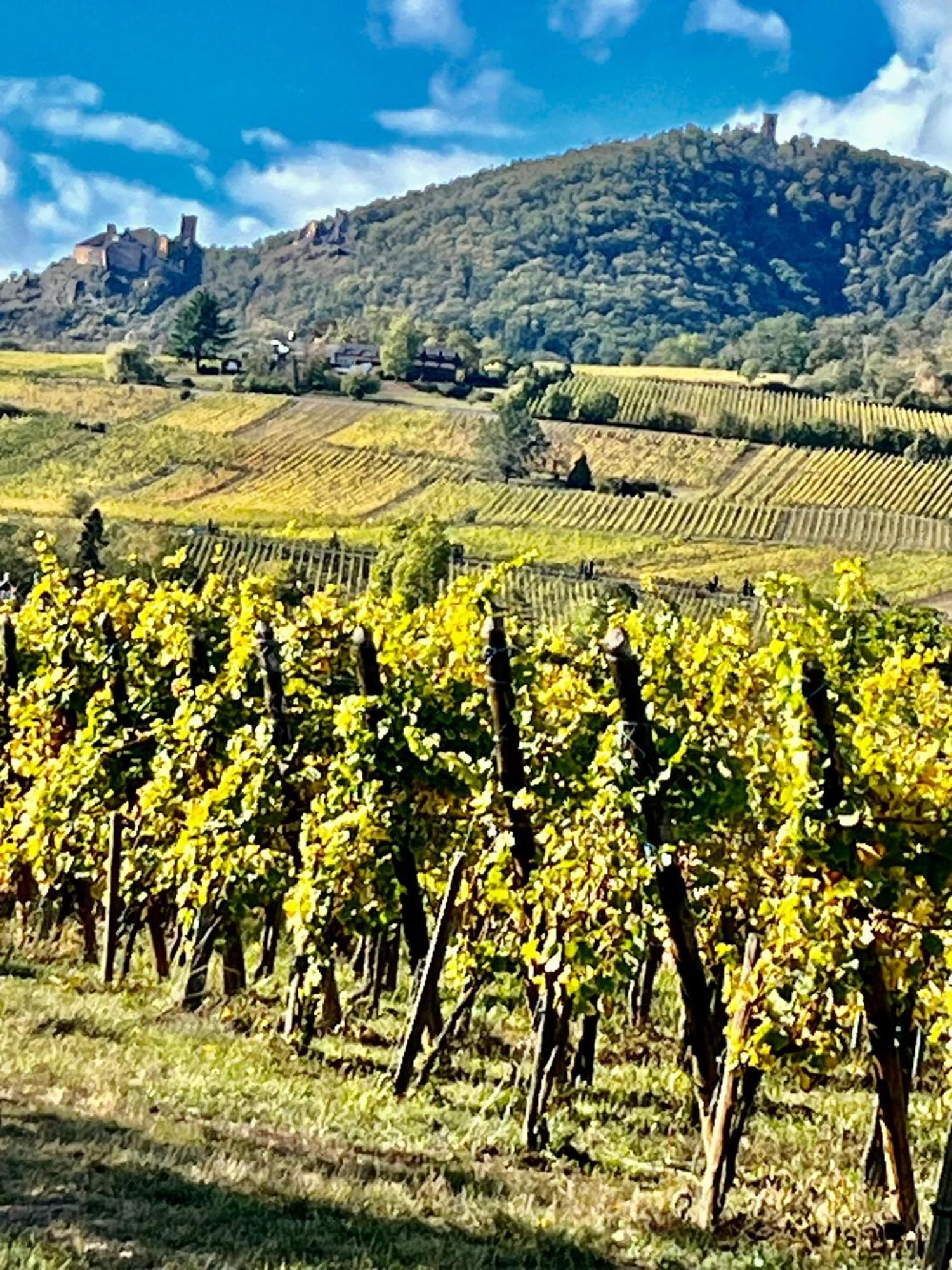 Maison Independante De Montagne En Alsace Bellefosse Bagian luar foto