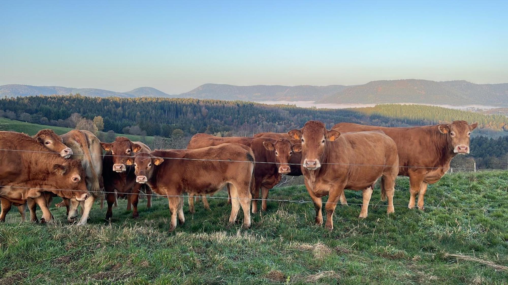 Maison Independante De Montagne En Alsace Bellefosse Bagian luar foto